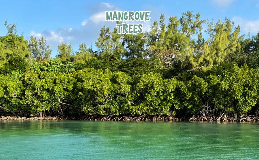 Mauritius: Ile aux Cerfs Speedboat Tour with Lunch & Drinks - The mangroves along Mauritius’ east coast