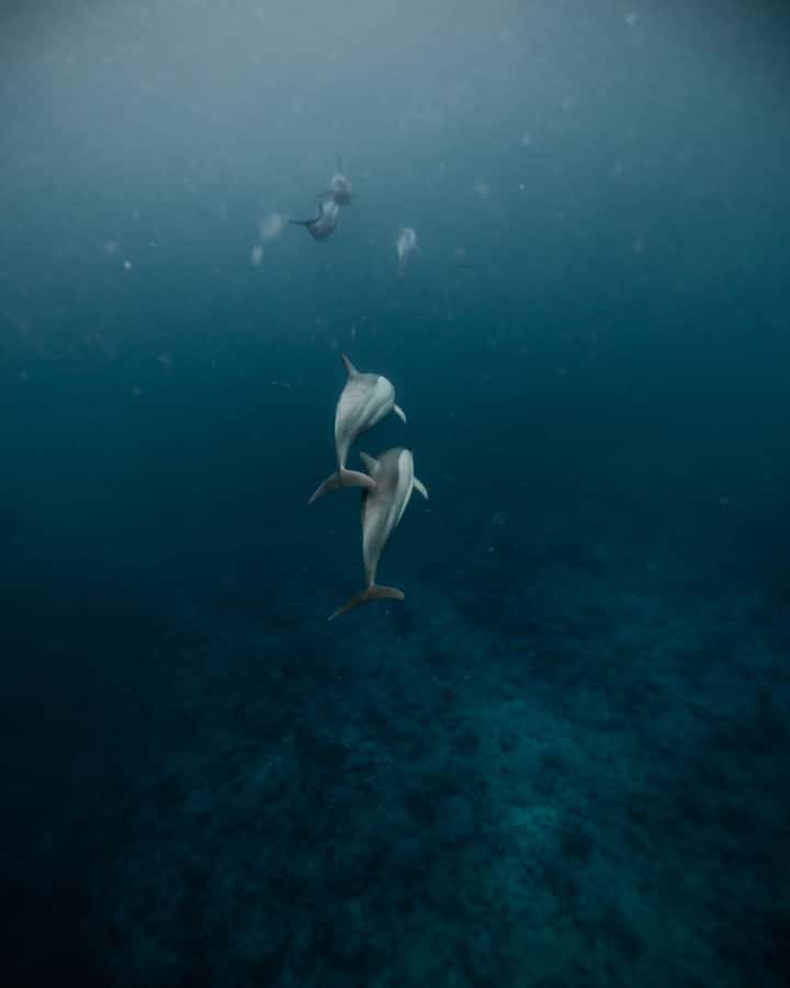 Mauritius Le Morne: Eco-Friendly Dolphin Watching Tour - Why the early morning matters in Le Morne