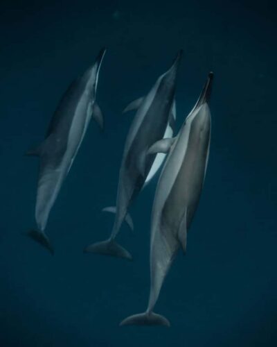 Mauritius Le Morne: Eco-Friendly Dolphin Watching Tour