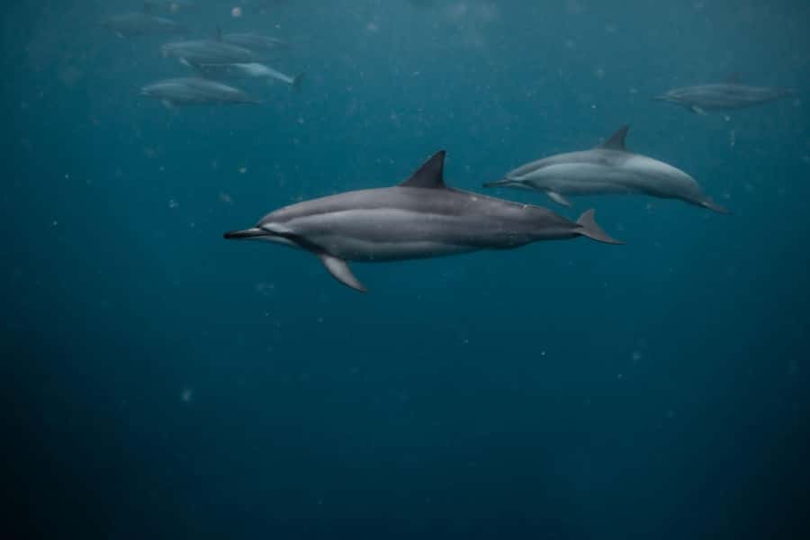 Mauritius Le Morne: Eco-Friendly Dolphin Watching Tour - Who will get the most from this tour?