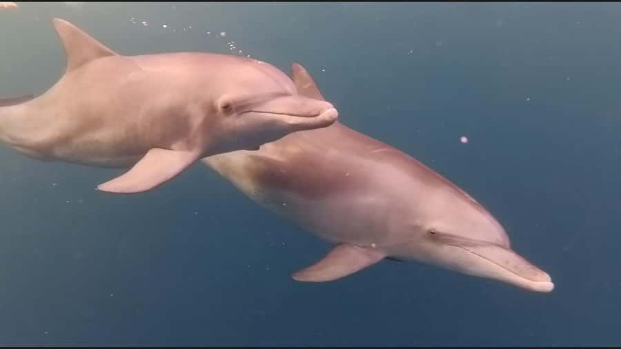 Mauritius Le Morne: Eco-Friendly Dolphin Watching Tour - Booking value and cancellation flexibility