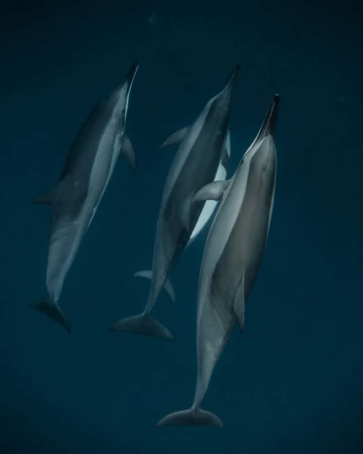 Mauritius Le Morne: Eco-Friendly Dolphin Watching Tour - Meeting the captain before the boat heads out