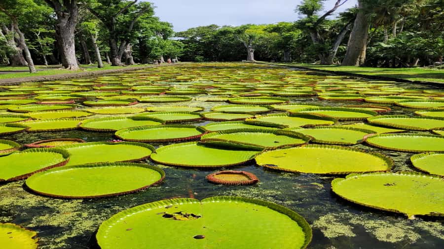 Mauritius: Northern Tour w/Port Louis Market, Temple & Beach - Fort Adelaide gives Port Louis its best view