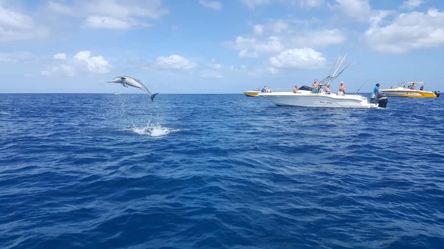 Mauritius: Ocean Swim with Dolphins - Starting at Martello Tower Museum before the boats leave