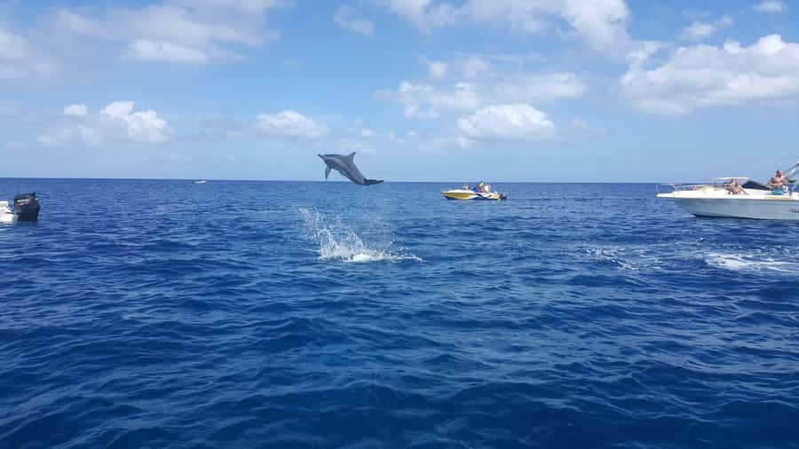 Mauritius: Ocean Swim with Dolphins - Dolphin watching in Black River