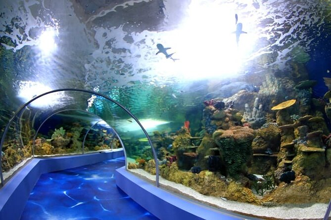 Mauritius Odysseo Oceanarium in Port Louis - Key Points Before You Go