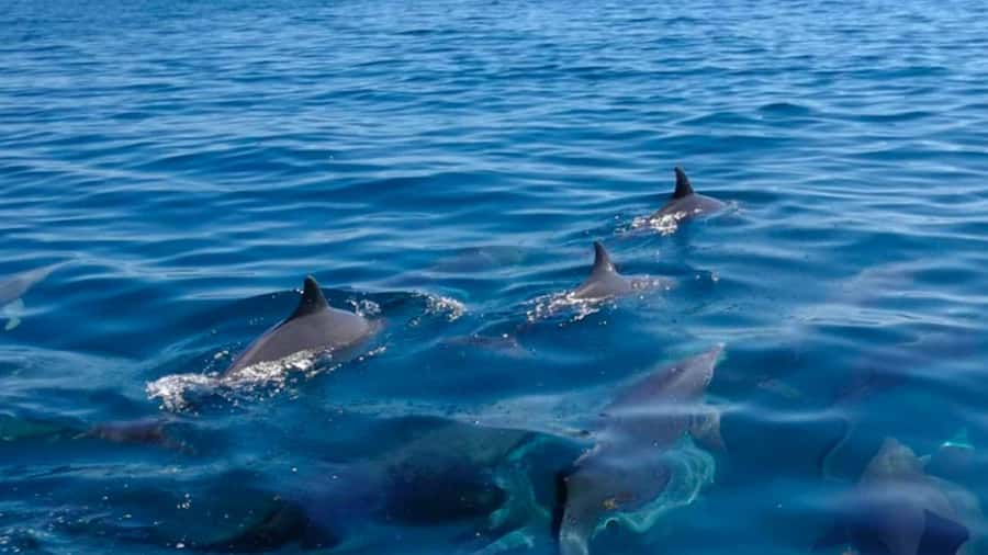 Mauritius: Private Catamaran Tour to île aux Cerfs - Why this private boat day works well
