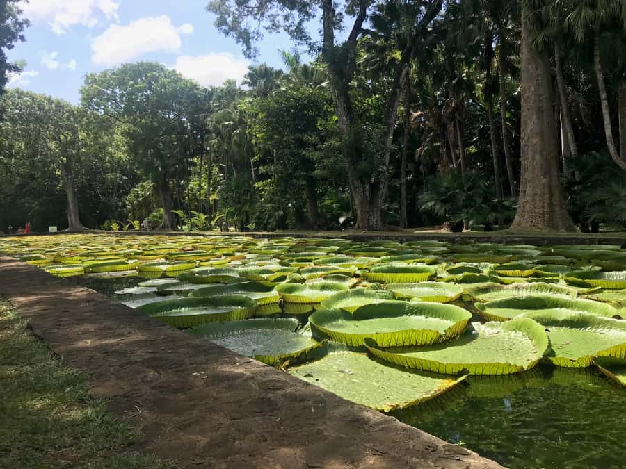 Mauritius: Private Full-Day Iconic Instagram Spots - Chamarel Falls and the final scenic stop