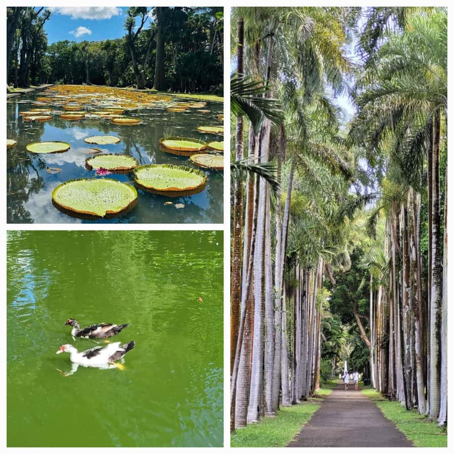 Mauritius: Private Full-Day North Tours - Seeing daily life at Central Market