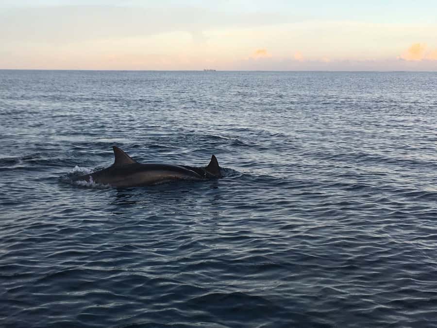 Mauritius: Private South Side and Dolphin Adventure Tour - Why the early departure matters