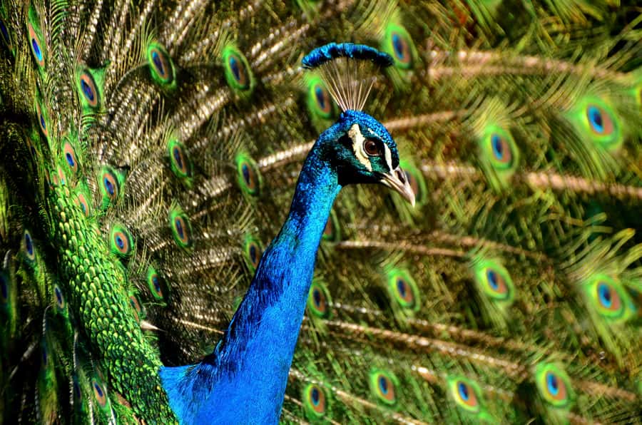 Mauritius: Private South Tour with Pickup - Grand Bassin connects nature with living faith