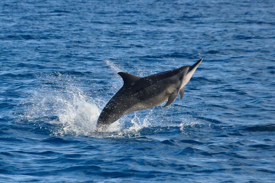 Mauritius: Private Swim with Dolphins - Key points to know before you book