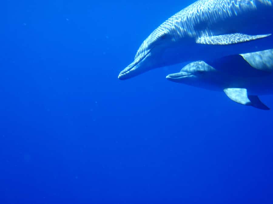 Mauritius: Private Swim with Dolphins - Setting out from Grande Rivière Noire