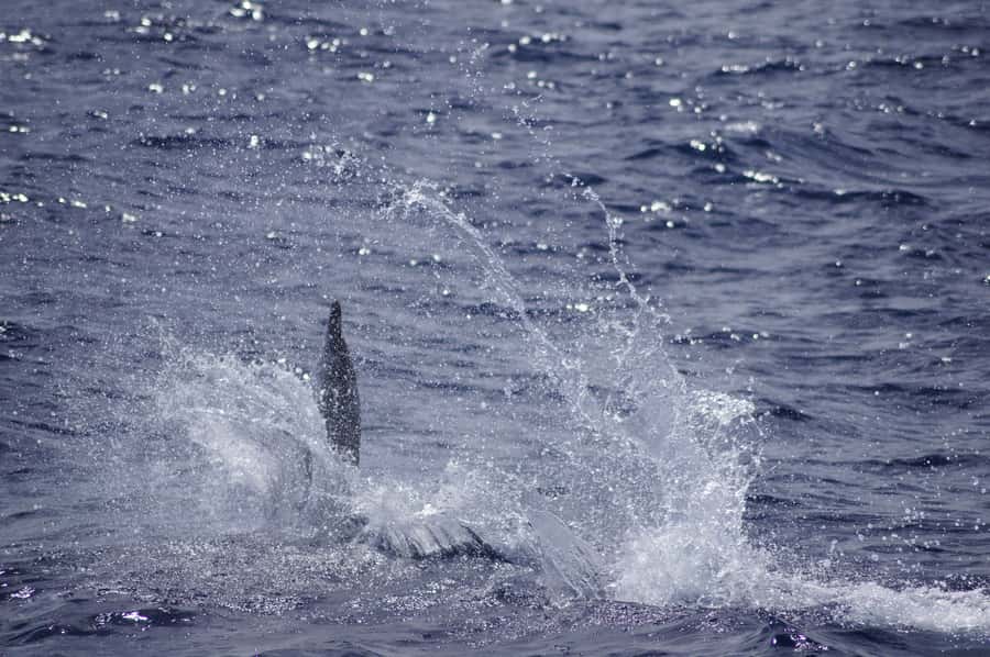 Mauritius: Private Swim with Dolphins - Who will enjoy this outing most