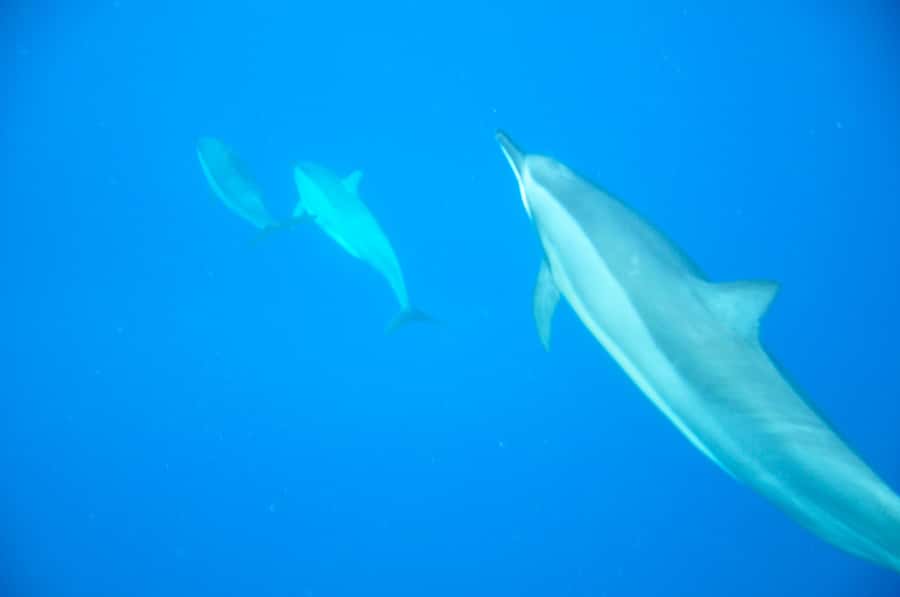 Mauritius: Private Swim with Dolphins - Watching dolphins in open water