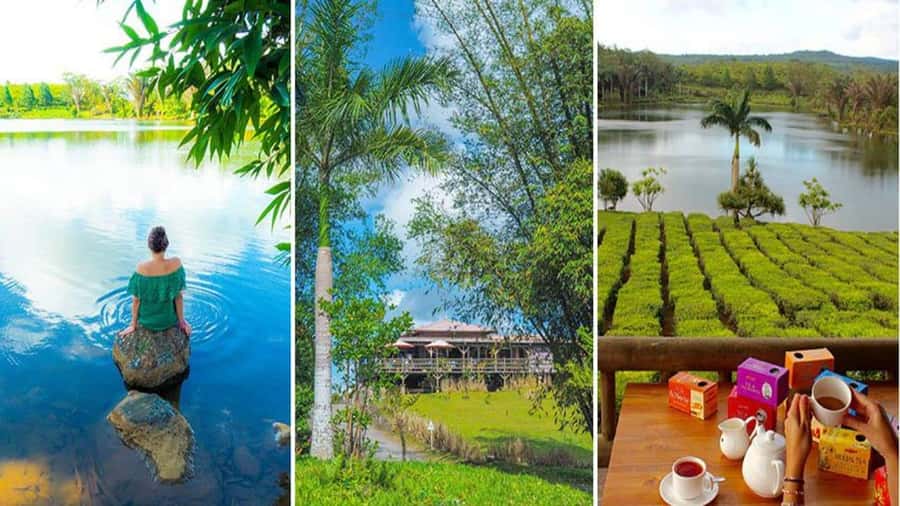 Mauritius : private wild south fullday tour - Bois Cheri tea estate and the tasting question