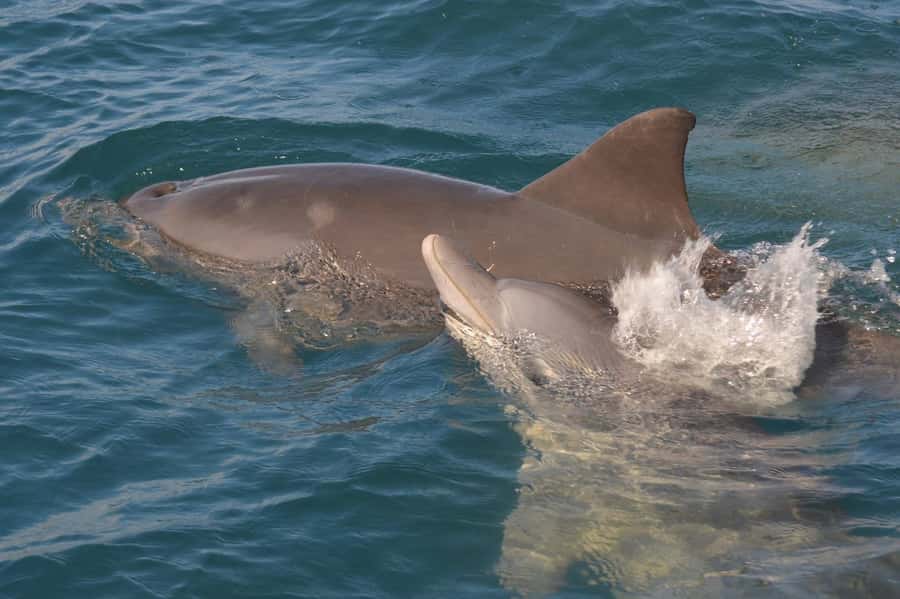 Mauritius: Snorkel and Swim with Dolphins on Speedboat Tour - Watching dolphins in their natural habitat
