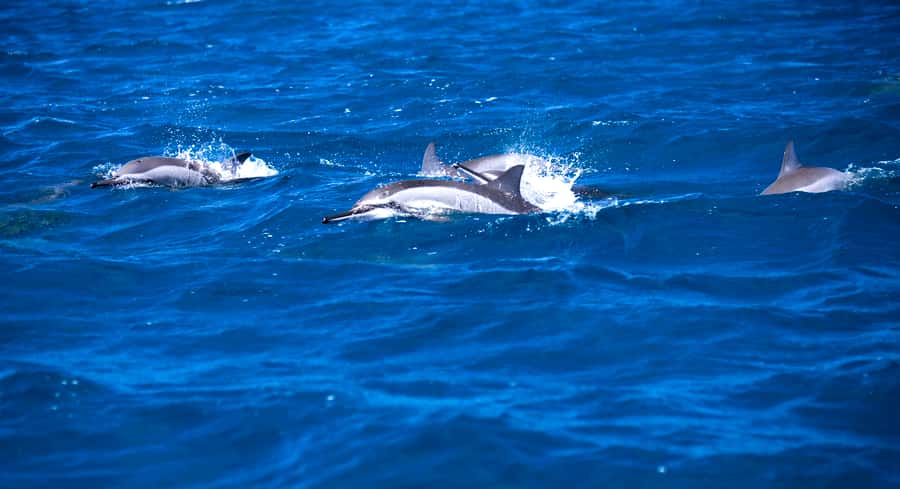 Mauritius: Snorkel and Swim with Dolphins on Speedboat Tour - The speedboat ride into open water