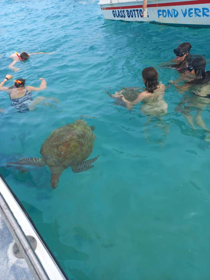 Mauritius: Snorkeling with turtles Le Transporteur speedboat - Key points at a glance