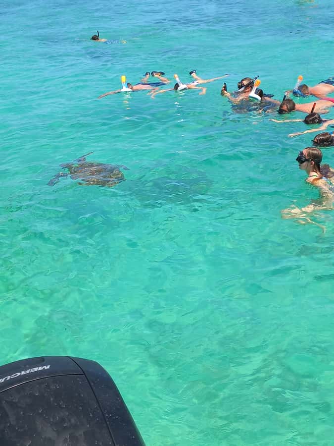 Mauritius: Snorkeling with turtles Le Transporteur speedboat - From Grand Baie beach to Trou aux Biches lagoon
