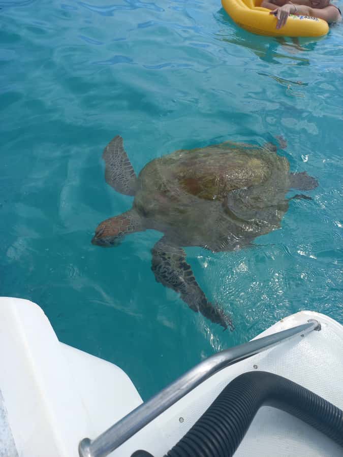 Mauritius: Snorkeling with turtles Le Transporteur speedboat - Swimming with turtles, with a real crowding issue