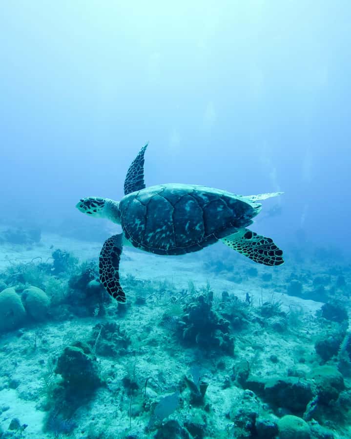 Mauritius: Snorkeling with Turtles & Port Louis Street Food - Why this half-day combination works