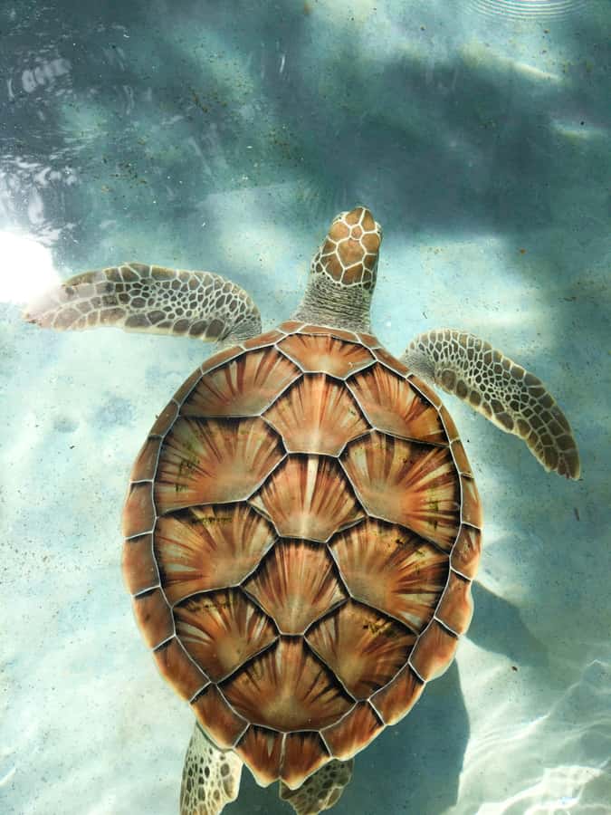 Mauritius: Snorkeling with Turtles & Port Louis Street Food - Swimming with turtles, with realistic expectations