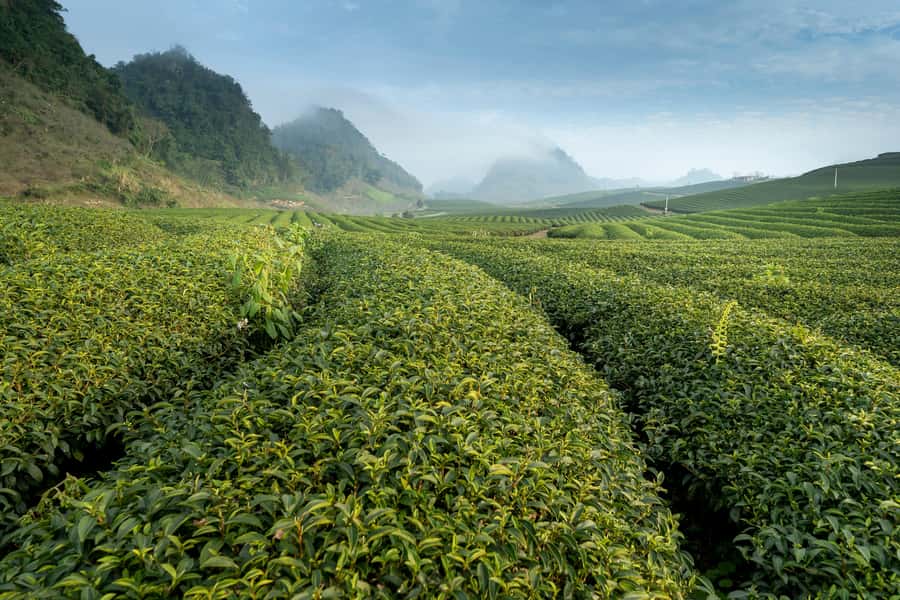 Mauritius: South Coast Tour with Tea Factory & Gris Gris - Key points at a glance