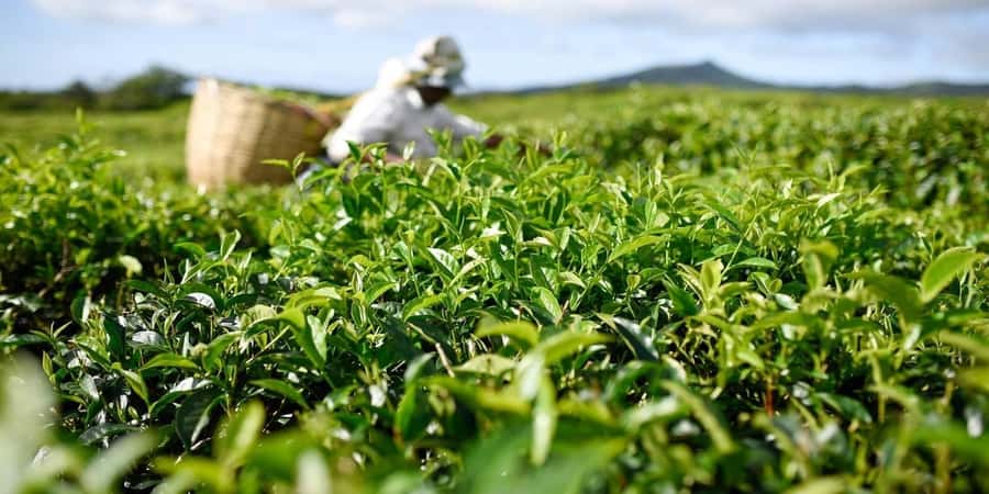 Mauritius: South of the Island Private Full-Day Tour - Rum at Rhumerie de St Aubin