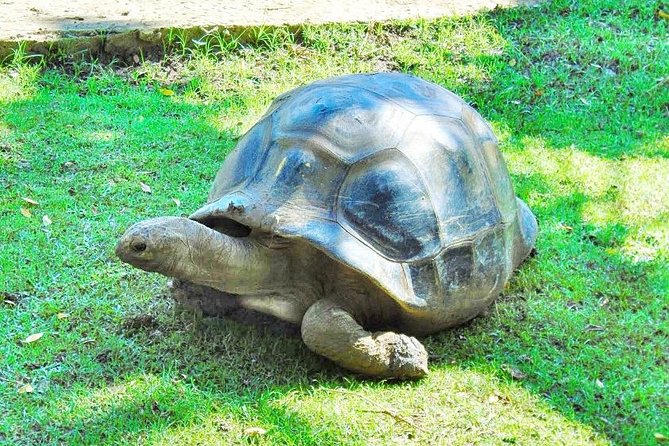 Mauritius South Tour Including Blue Bay Glass Bottom Boat & Snorkelling - Who should book this southern Mauritius tour?