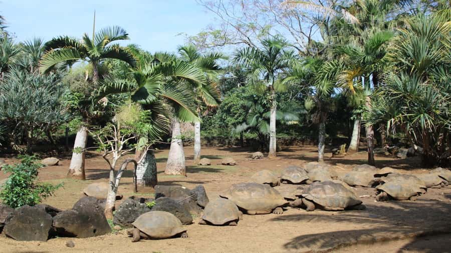 Mauritius: Southern Tour Incl. Adventure Park & Le Morne - La Vanille Nature Park and Its Giant Tortoises