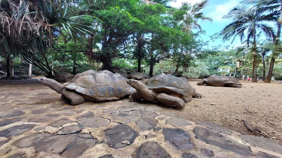 Mauritius: Southern Tour w/La Vanille & Le Morne Beach - Guides make the difference