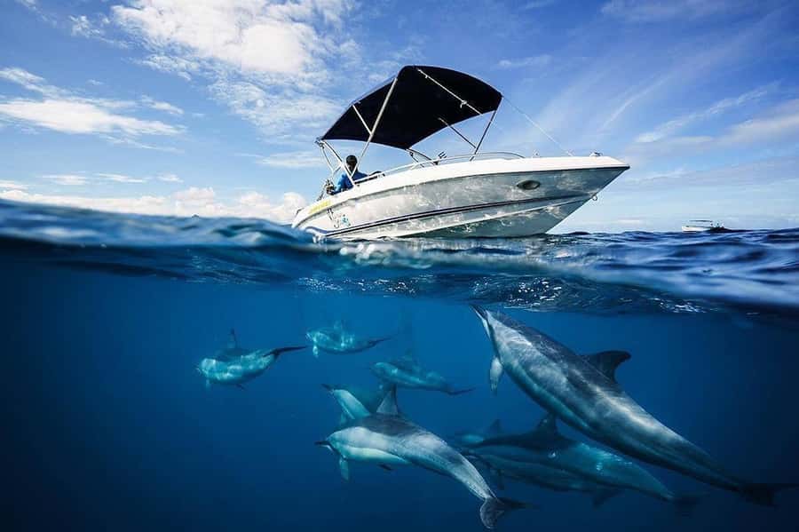 Mauritius: Swim with Dolphins Full-Day with Lunch/Drinks - Key points to know before booking
