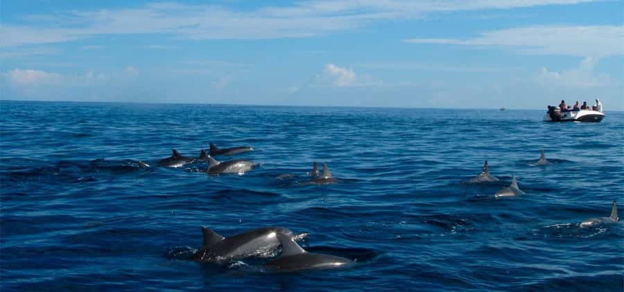 Mauritius: Swim with Dolphins Full-Day with Lunch/Drinks - Starting at La Preneuse with breakfast at 7:45