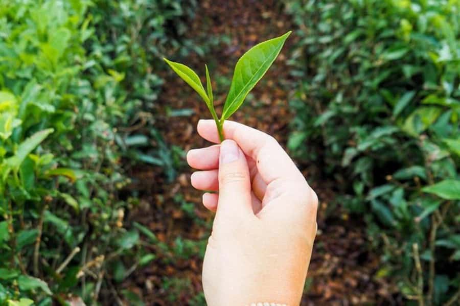 Mauritius: Tea and Sugar Plantation Guided Tour with Lunch - The pace, access, and practical details