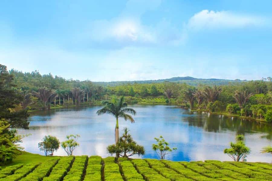 Mauritius: Tea and Sugar Plantation Guided Tour with Lunch - Who gets the most from this Mauritius day trip?
