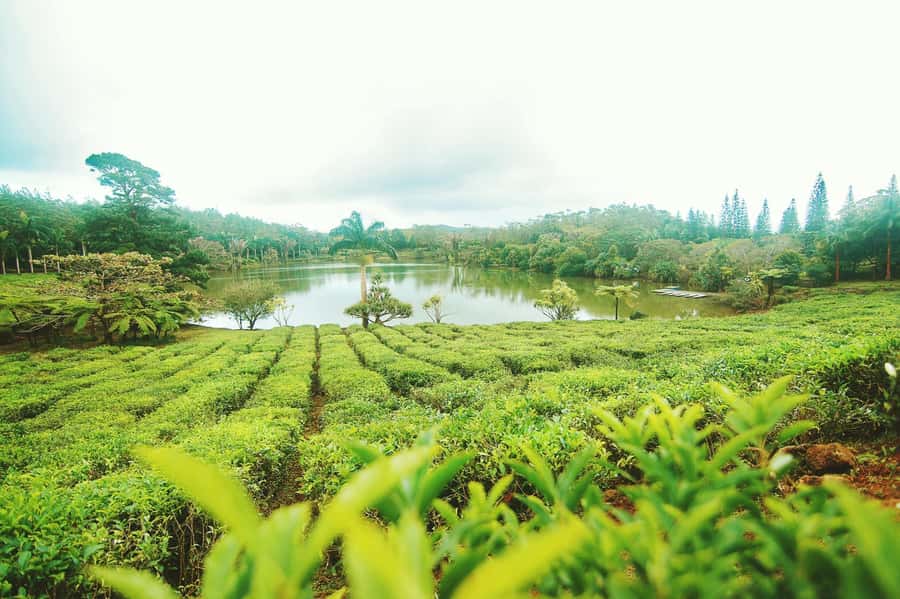 Mauritius: Tea, Rum and Vanilla Route with Lunch and Pickup - Why this route works so well in Mauritius