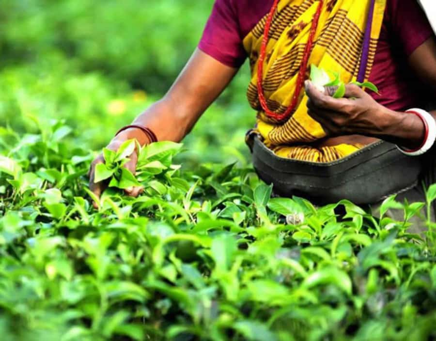 Mauritius: Tea, Rum and Vanilla Route with Lunch and Pickup - Bois Cheri factory, museum, and tea fields