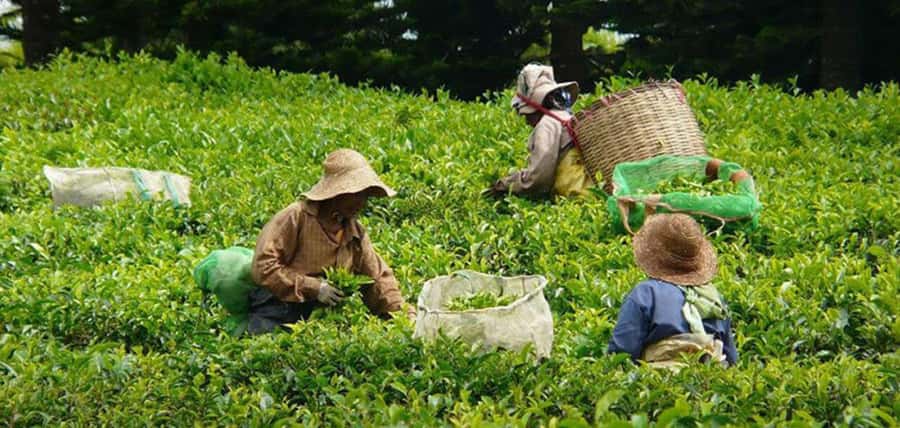 Mauritius: Tea, Rum and Vanilla Route with Lunch and Pickup - What the $310 price really covers