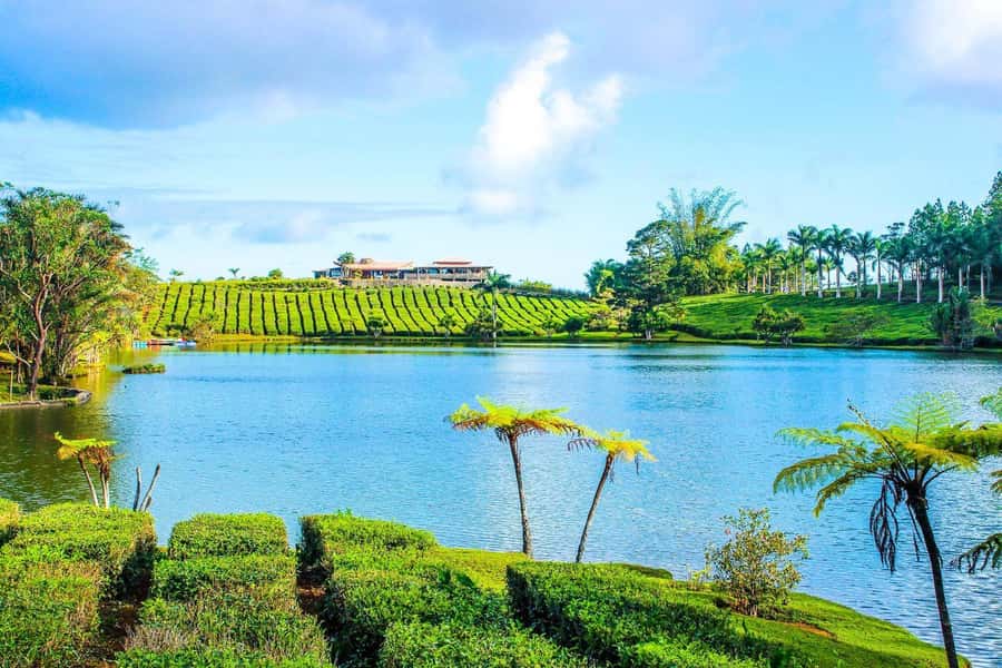 Mauritius: Tea, Rum and Vanilla Route with Lunch and Pickup - Who should book this experience