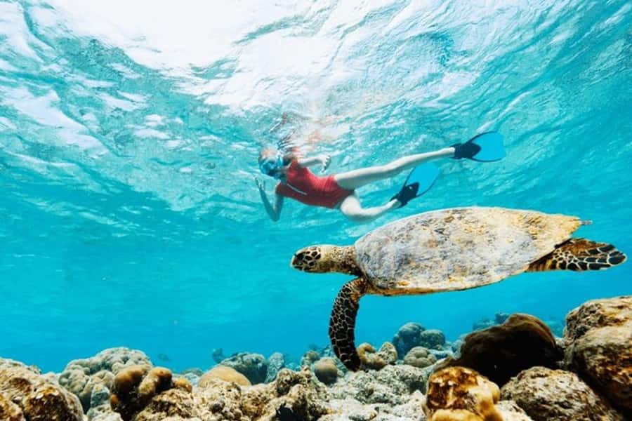 Mauritius: Turtle Swim and North Discovery Tour with Pickup - Key points to know before booking