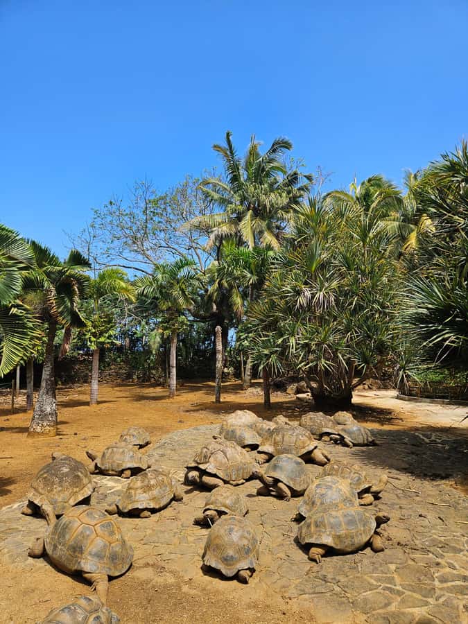 Mauritius: Vanilla Park & Beaches Tour with Extra Option - Cost, comfort, and practical limits