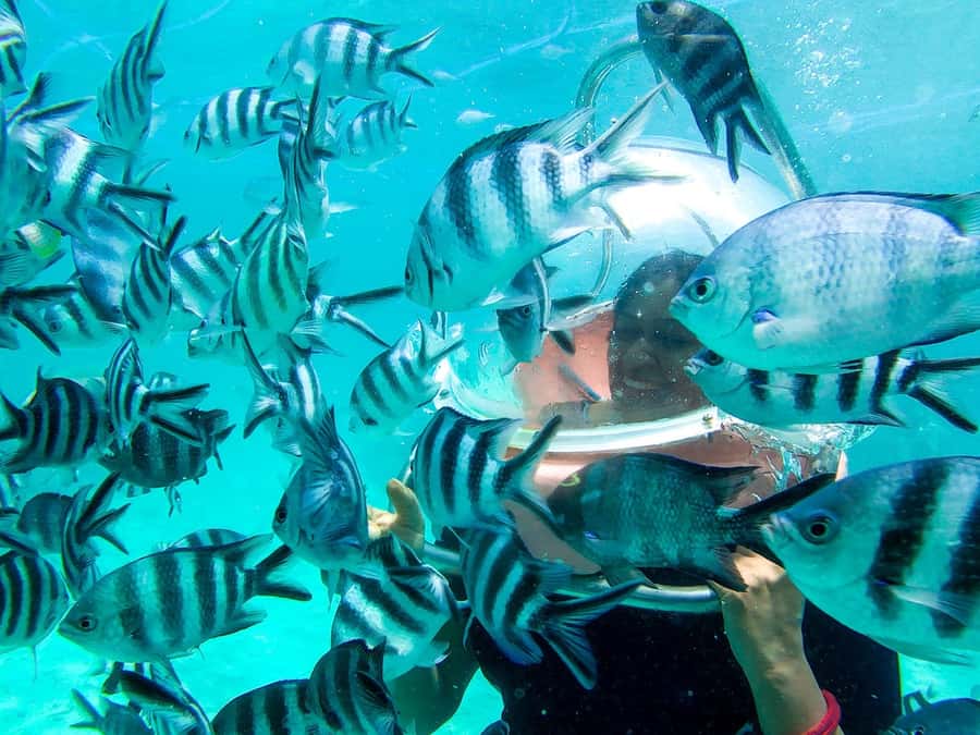 Mauritius: Watersport Adventure Day with Lunch and Pickup - Who will enjoy this package most?