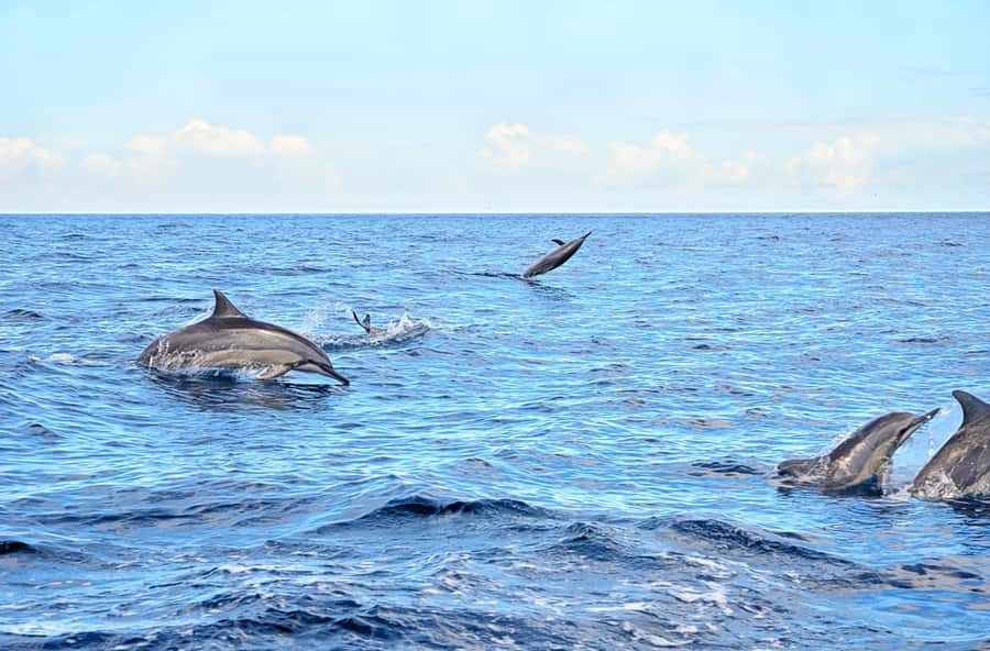 Mauritius: Wild Dolphin Encounter with Hotel Transfers - Key points to know before booking