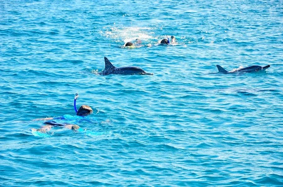 Mauritius: Wild Dolphin Encounter with Hotel Transfers - Why this Mauritius dolphin trip gets an early start
