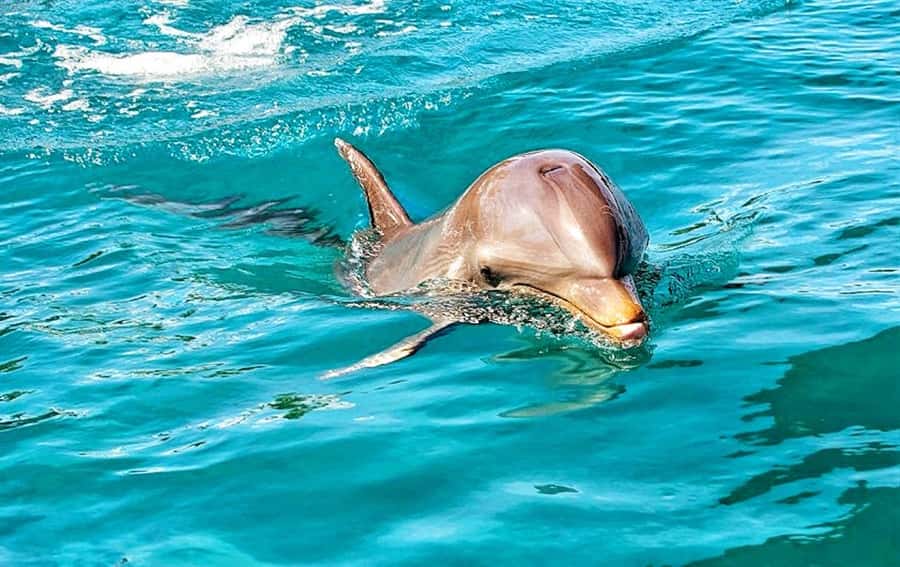 Mauritius: Wild Dolphin Encounter with Hotel Transfers - Finding bottlenose dolphins in open water