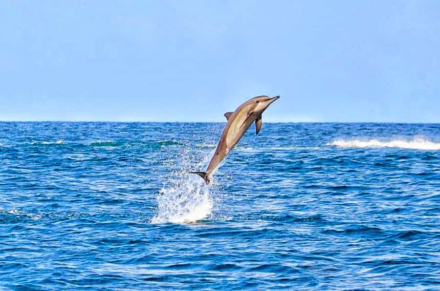 Mauritius: Wild Dolphin Encounter with Hotel Transfers - The private hotel transfer is a real part of the value