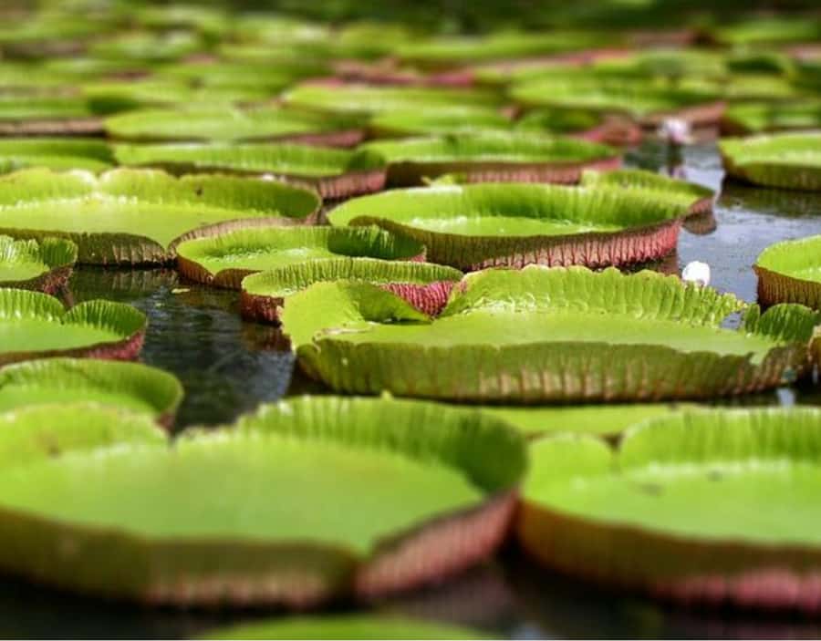 North Day Tour, Botanical Garden, Sugar Museum, Rum Tasting - Why this north Mauritius tour is worth considering