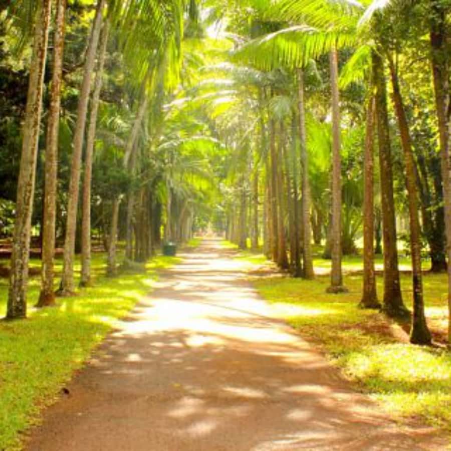North Day Tour, Botanical Garden, Sugar Museum, Rum Tasting - Port Louis: markets, streets, and a capital city