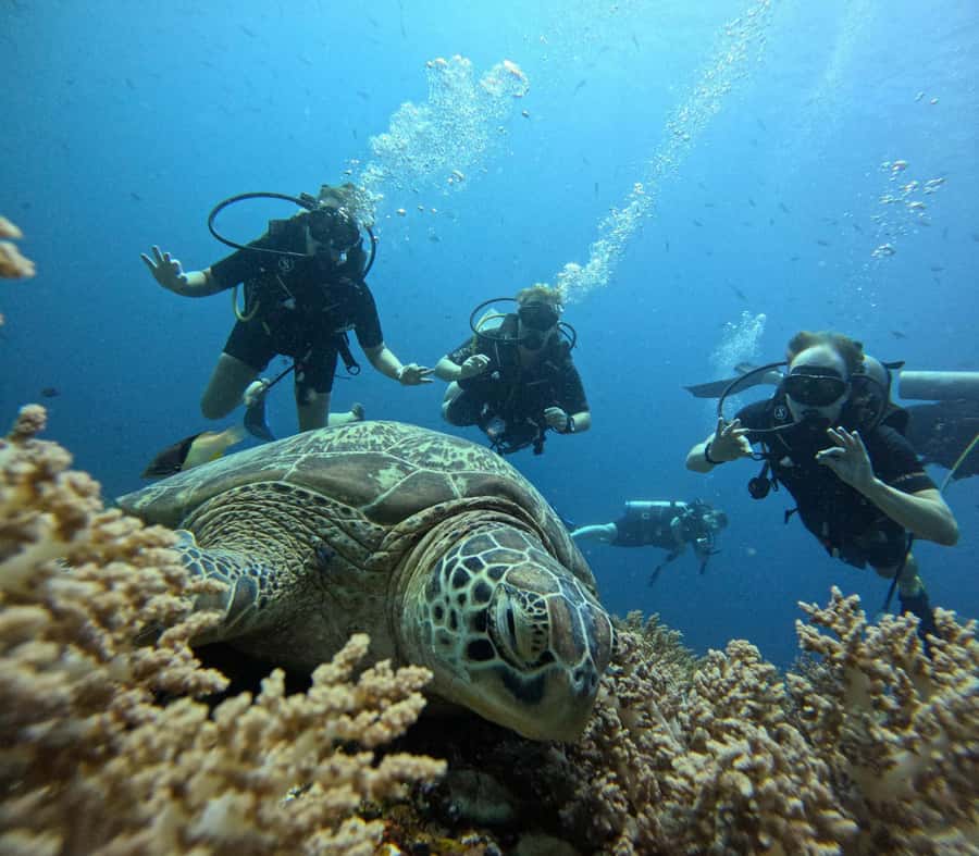 North of Mauritius: Scuba Diving Tour - Choosing between Trou aux Biches and Pereybere